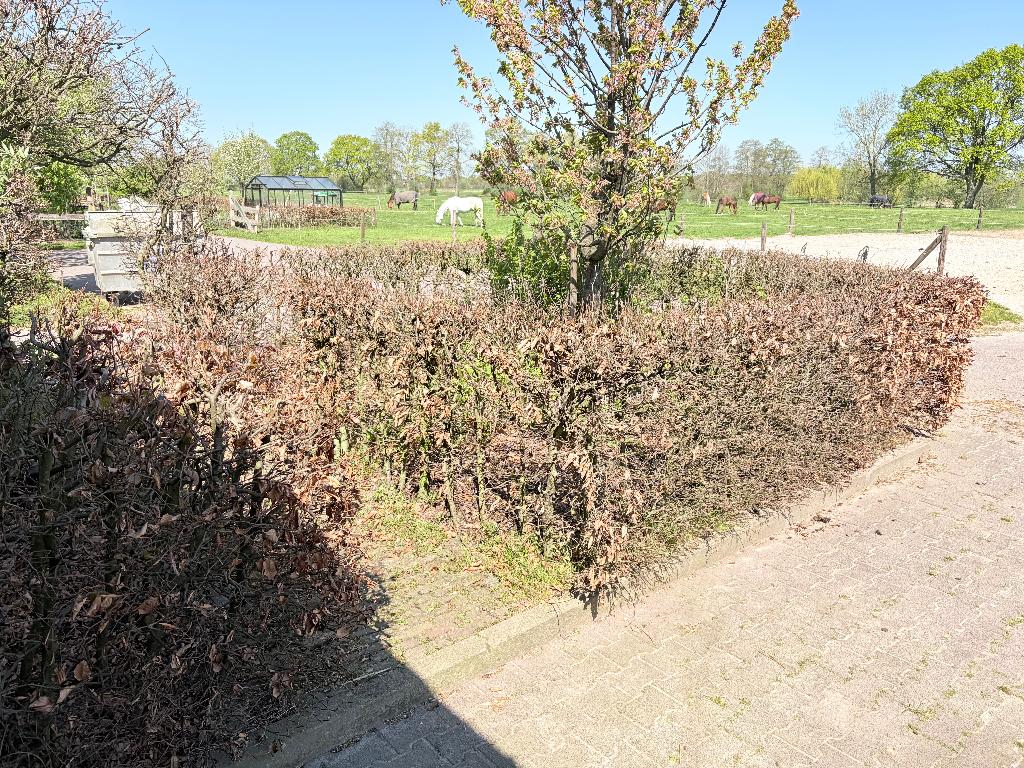 beukenhaag, Tuin en Terras, Ophalen, Beukenhaag, Haag, 100 tot 250 cm