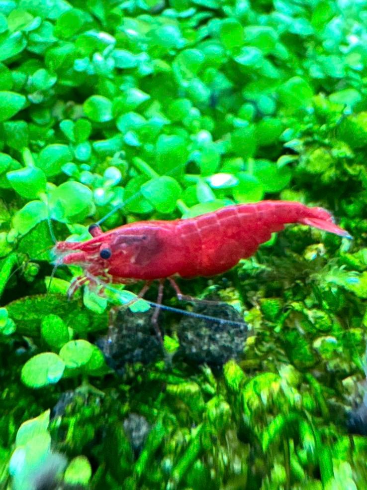 Neocaridina Bloody Mary granaal., Dieren en Toebehoren, Vissen | Aquaria en Toebehoren, Ophalen of Verzenden, Nieuw, Overige typen