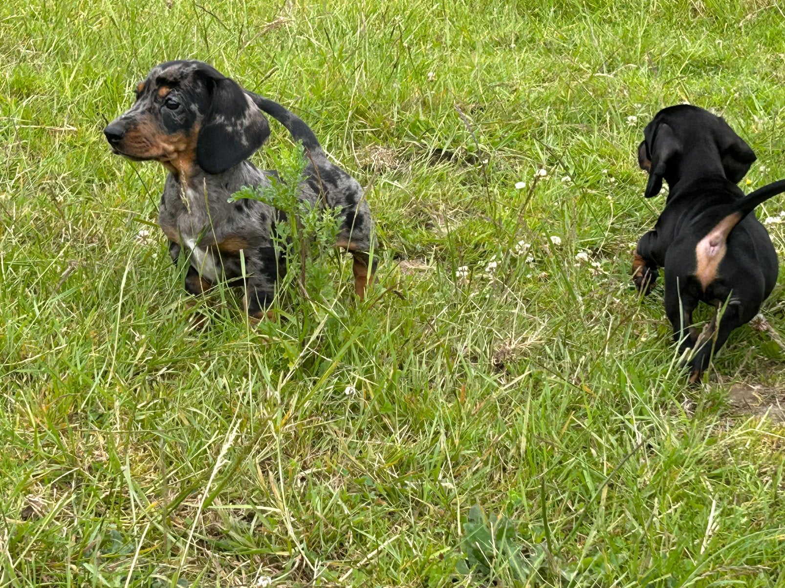 Teckel puppy’s, Dieren en Toebehoren, Standaard, HCC (leverziekte), 8 tot 15 weken, Korthaar