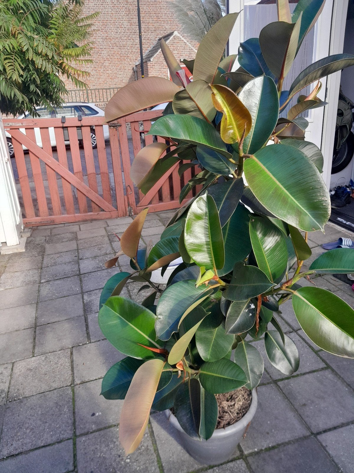 Grote Ficus Elastica (Rubberplant) - ca. 1 meter hoog, Ophalen