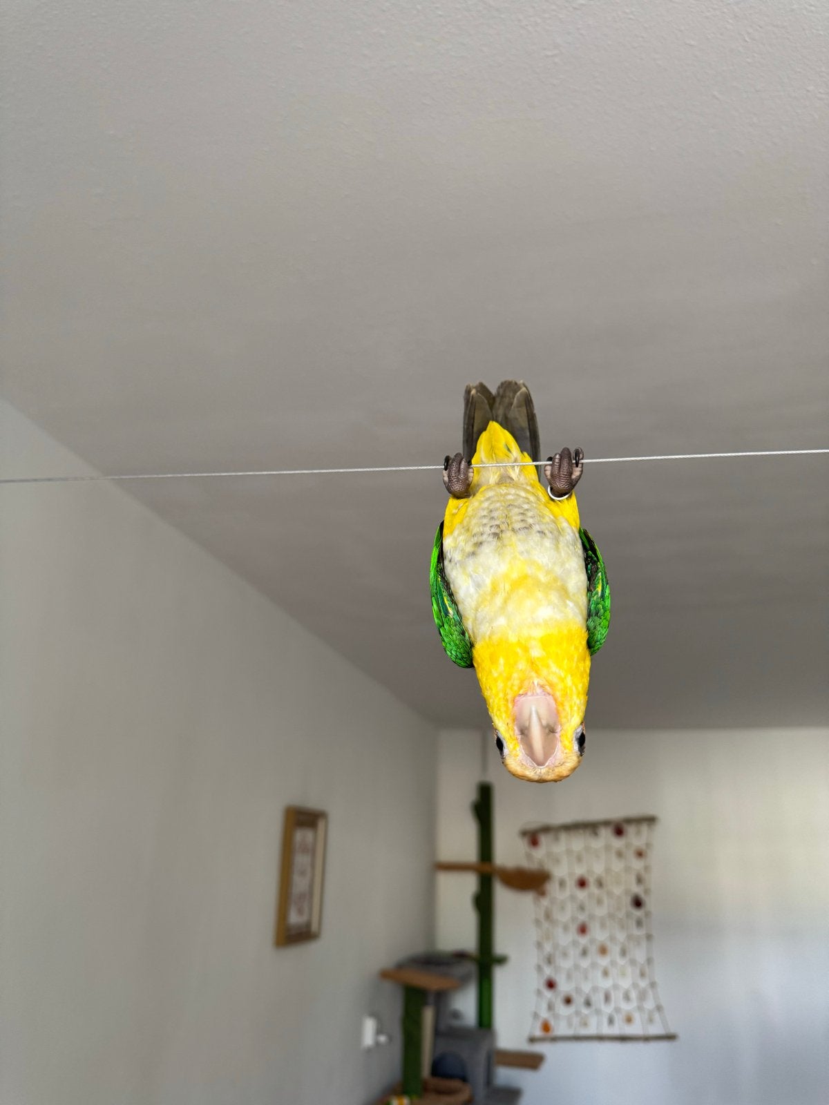 Roestkop caique, Dieren en Toebehoren, Vogels | Parkieten en Papegaaien, Mannelijk, Papegaai, Tam