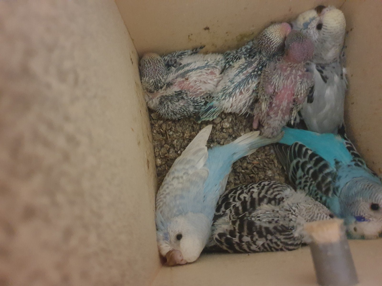 Grasparkieten  verschillende kleuren., Dieren en Toebehoren, Vogels | Parkieten en Papegaaien, Meerdere dieren, Parkiet