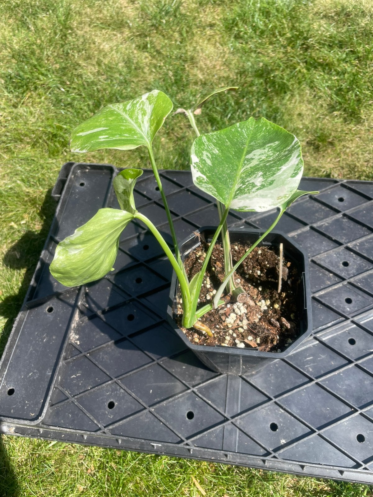 Kop- en stekken Monstera Variegata, Ophalen, Halfschaduw, Minder dan 100 cm
