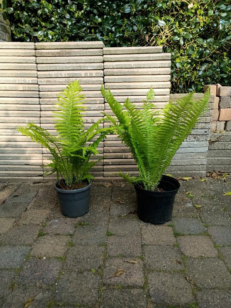 Biologische varen, Tuin en Terras, Planten | Tuinplanten, Ophalen, Overige soorten, Volle zon