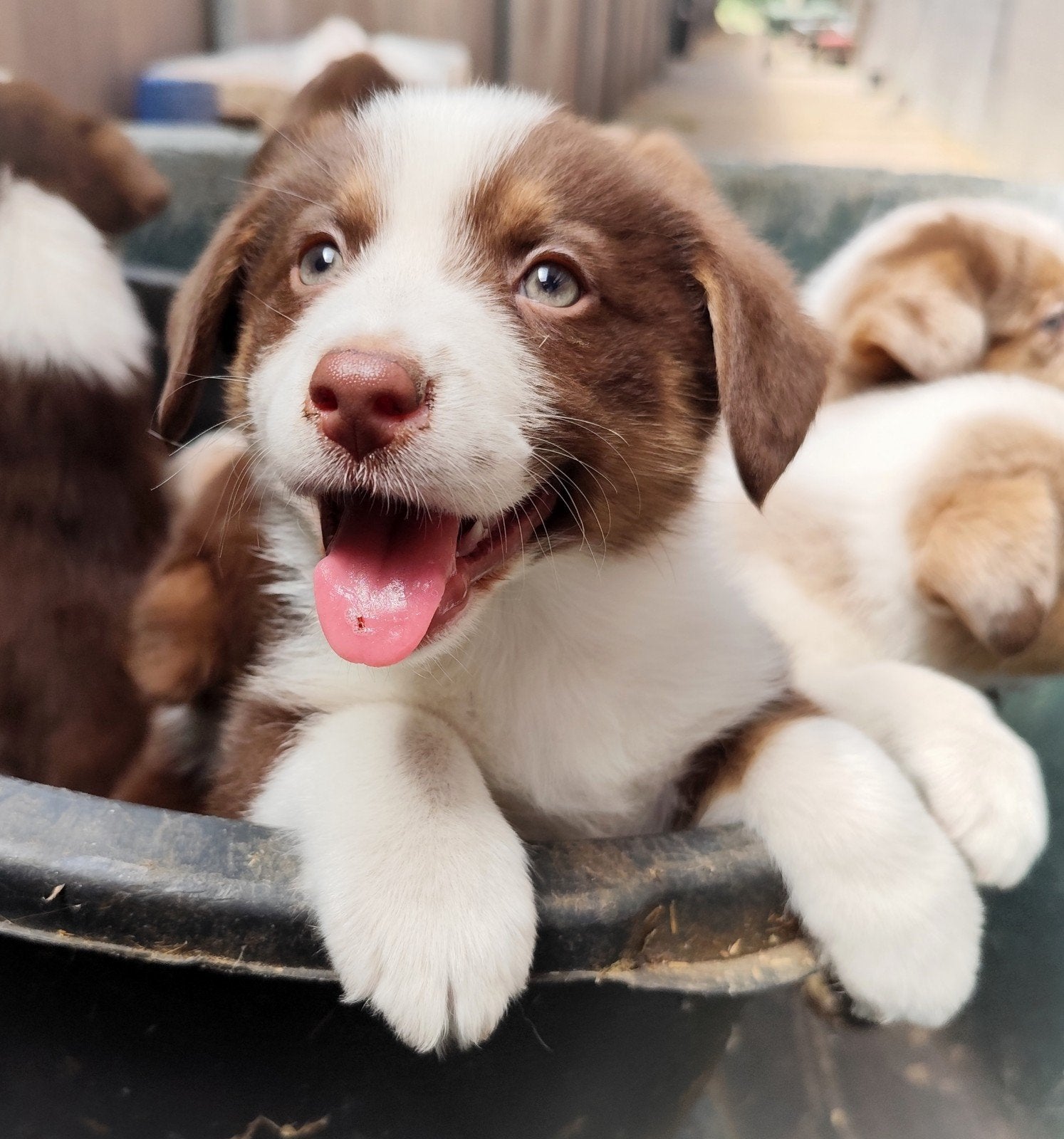 Super leuk&lief Auggie puppys! (Australian Shepherd x Corgi), 8 tot 15 weken, Meerdere, Meerdere dieren, Herder