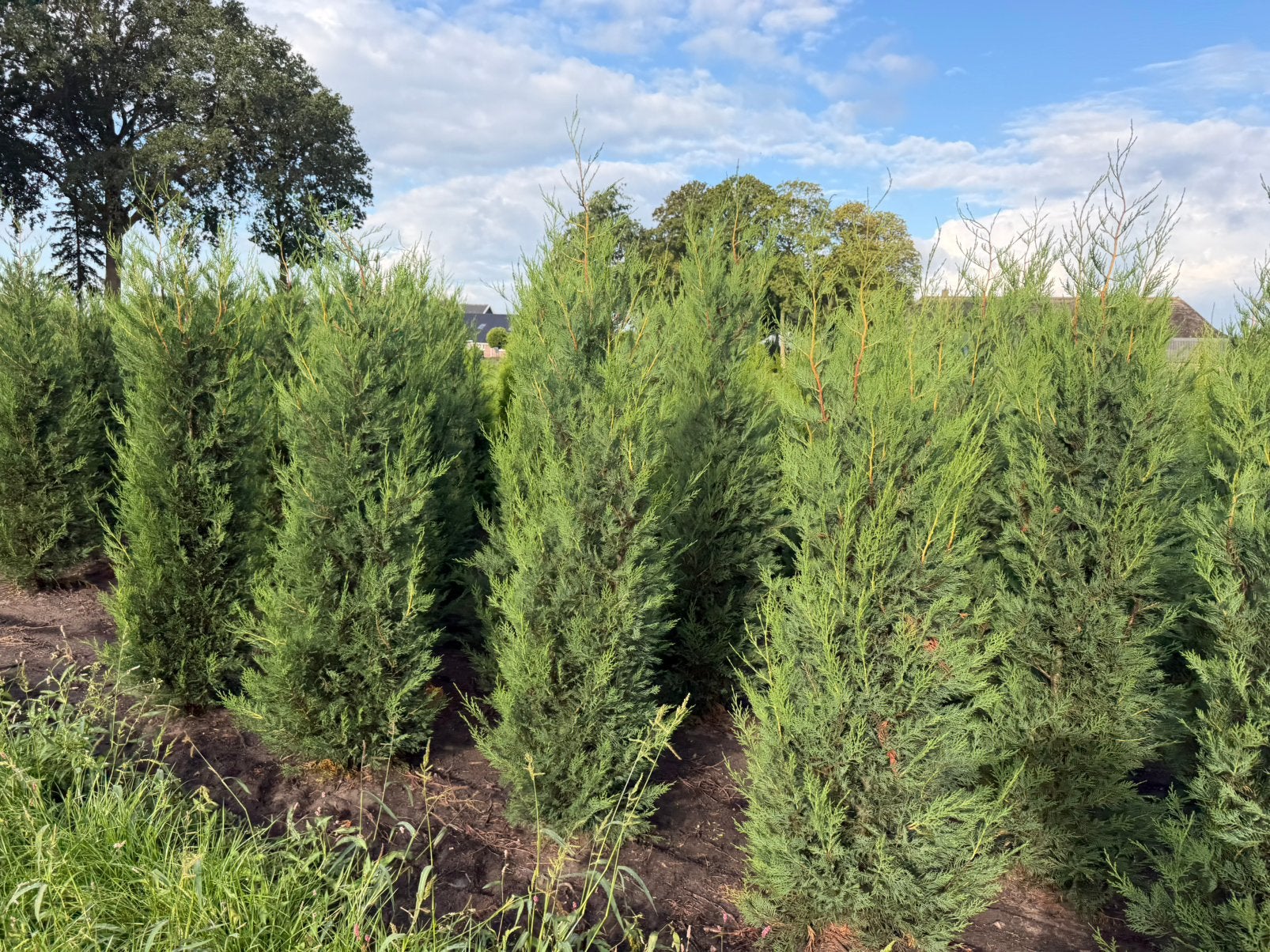 Leylandii conifeer. Snelgroeiede conifeer 250 cm, Ophalen, Conifeer, 100 tot 250 cm