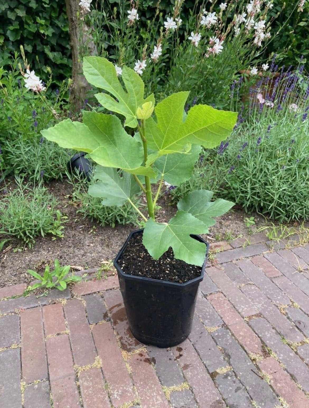 Vijgenboom "Florea" (vroeg en productief), Minder dan 100 cm, Volle zon, In pot, Ophalen of Verzenden