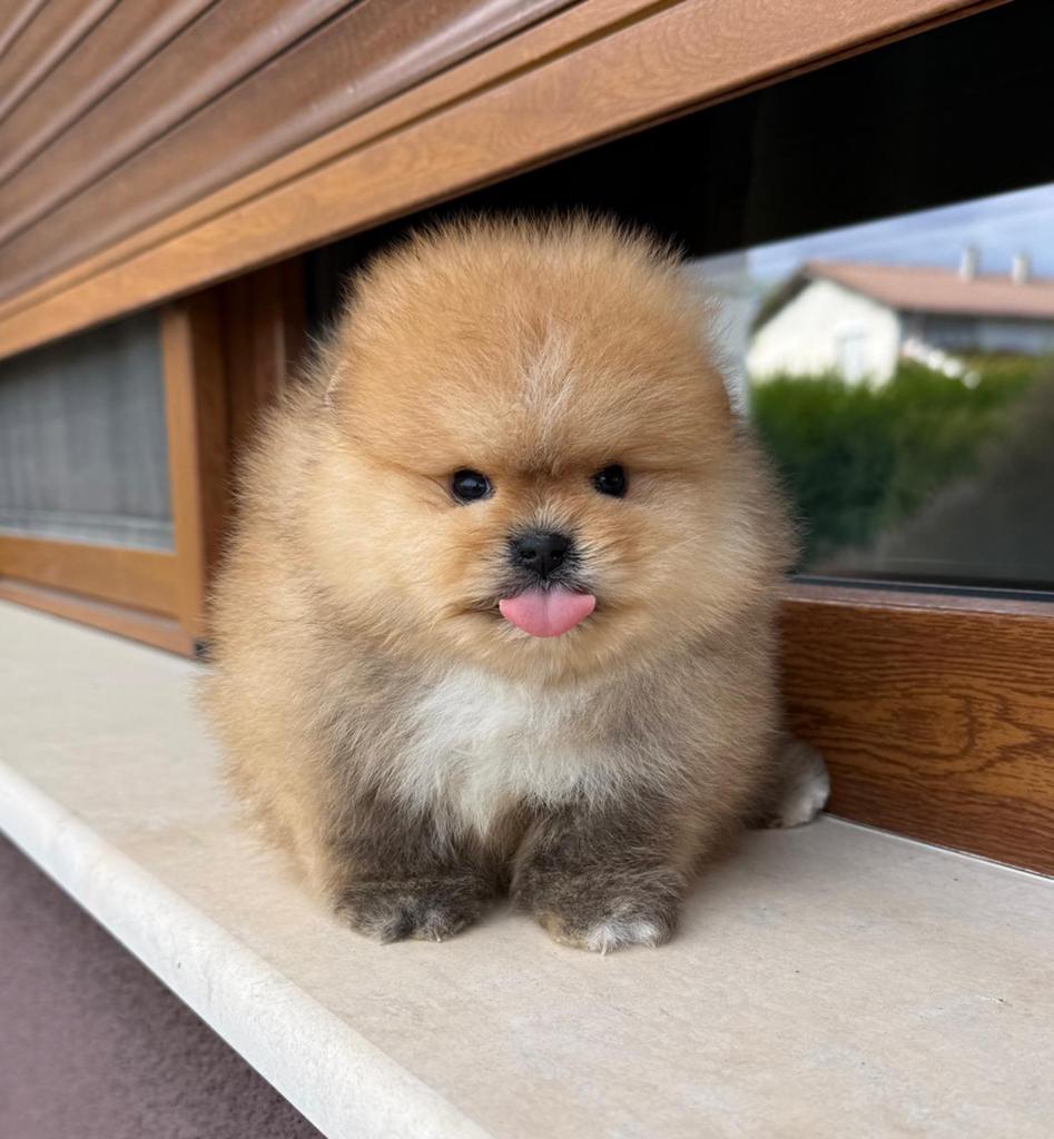 Pomeranian, Dieren en Toebehoren, Overige rassen, 8 tot 15 weken, Buitenland, Parvo