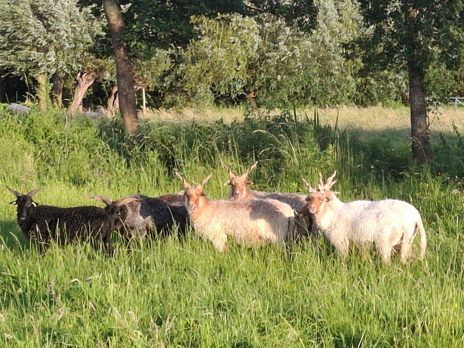 Schapen scheren, Vrouwelijk, Schaap