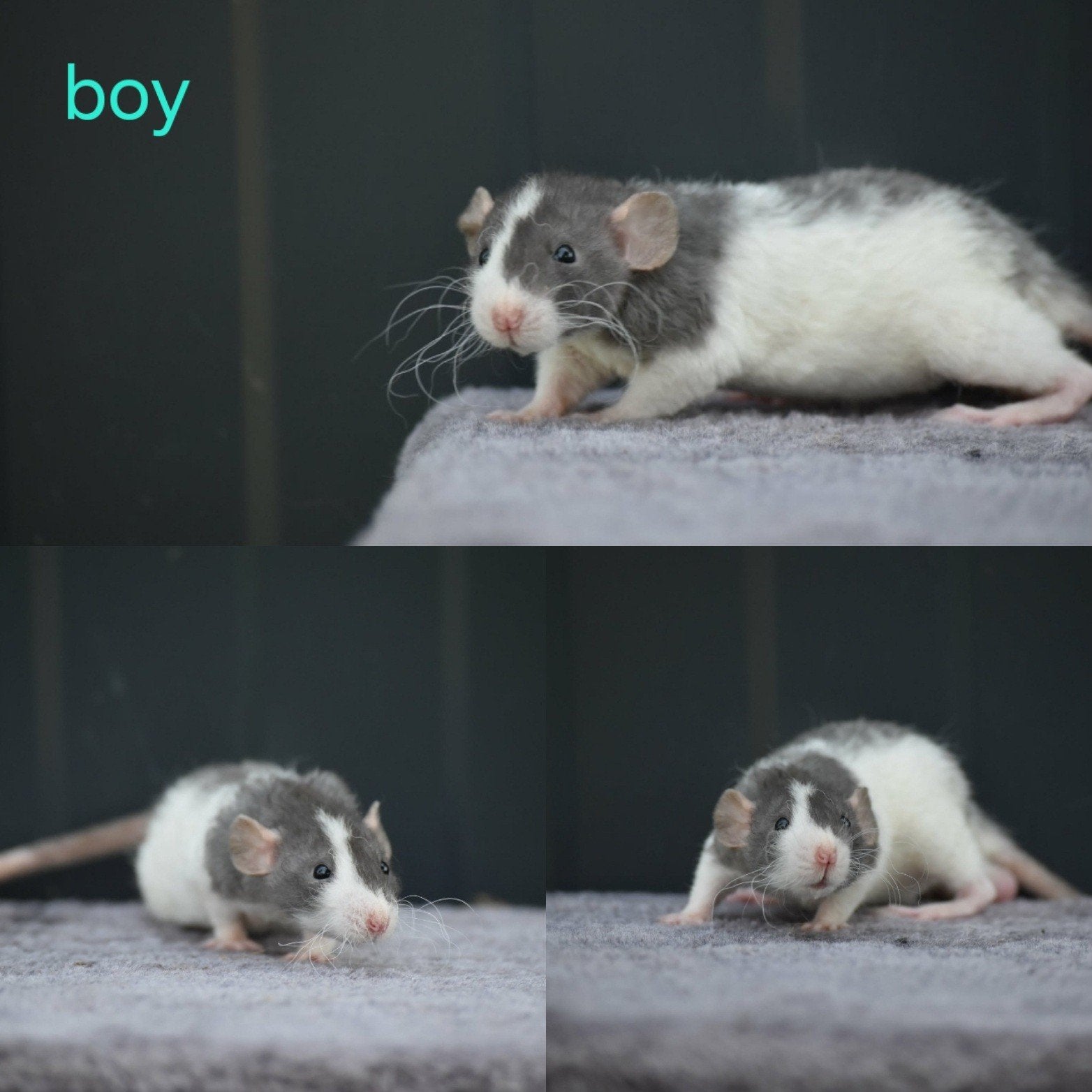 Deze knappe heren zoeken thuisje, April, Meerdere dieren, Rat