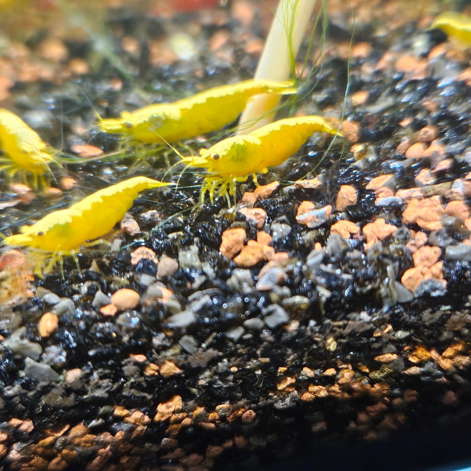 Te koop gele neocaridina garnalen, Kreeft, Krab of Garnaal