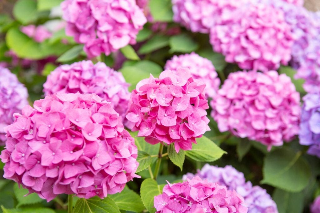 22 Hydrangea  hortensia  Hamburg € 110,00, Ophalen of Verzenden, Hortensia, Haag, Minder dan 100 cm