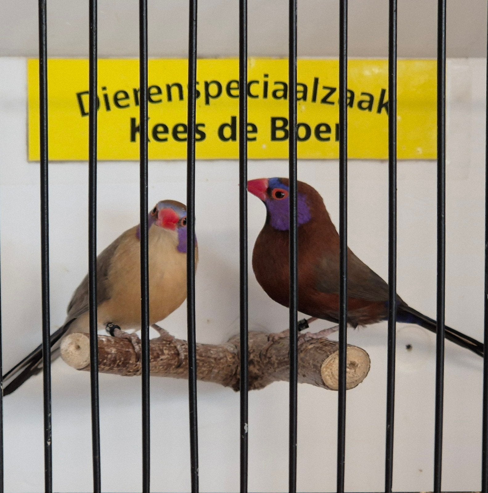 Koppel granaatastrilde, Meerdere dieren