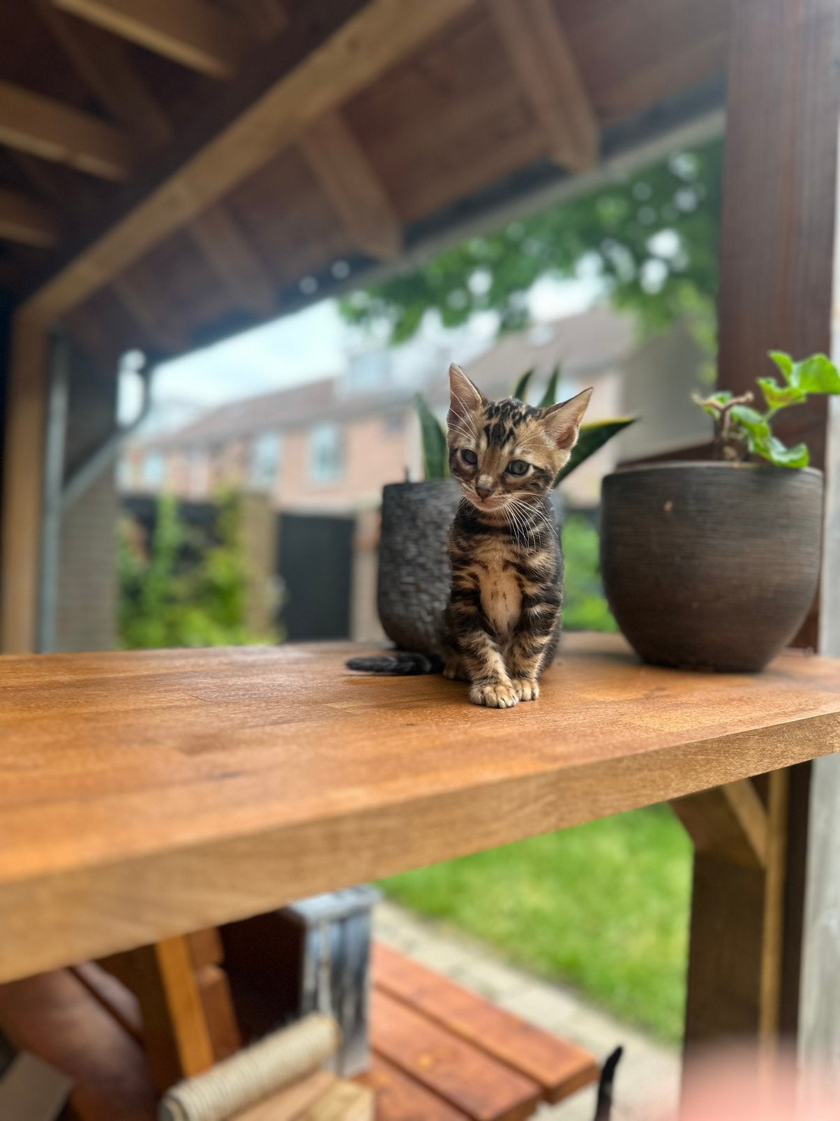 Bengaalse kittens (100% ras echte bengalen), Meerdere dieren, Kortharig, 0 tot 2 jaar