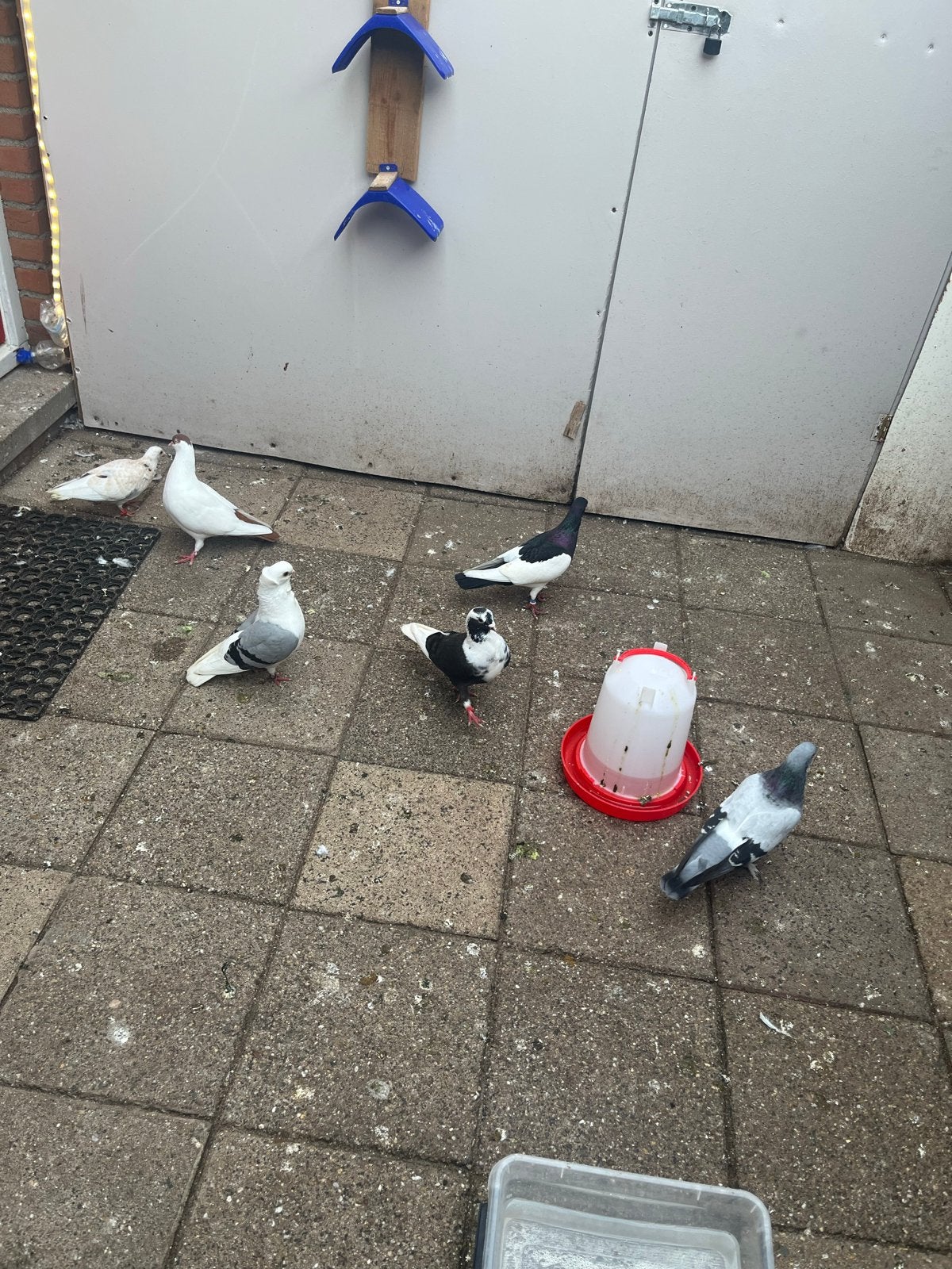 حمام كش 4فحول ومخلف وطيرة duiven te kopen, Dieren en Toebehoren, Vogels | Duiven, Meerdere dieren, Overige soorten
