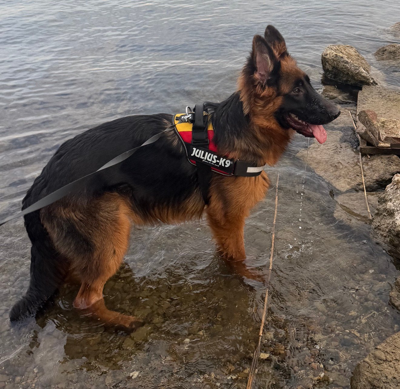 Tijdelijke opvang gezocht voor onze hond (2–3 maanden), Reu, 1 tot 2 jaar, Groot, Eén hond