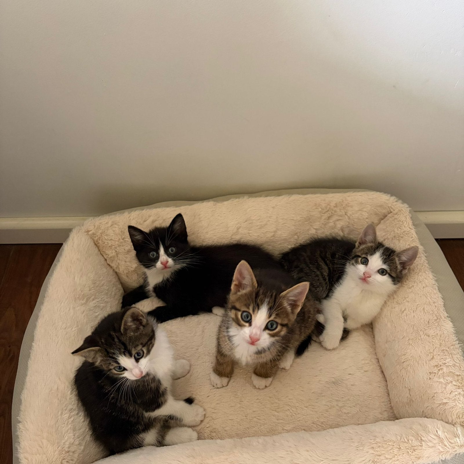 Lieve boeren kittens, Dieren en Toebehoren, Katten en Kittens | Overige Katten, Meerdere dieren