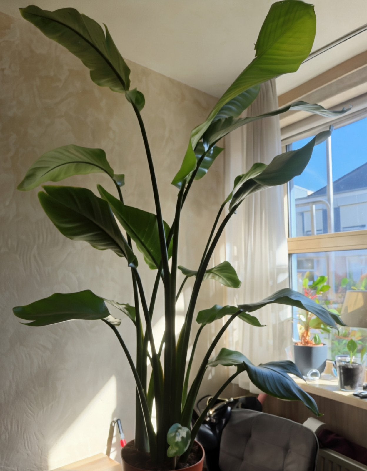 Strelitzia nicolai 1.55 - 179 cm, Ophalen, Overige soorten, Halfschaduw, 150 tot 200 cm