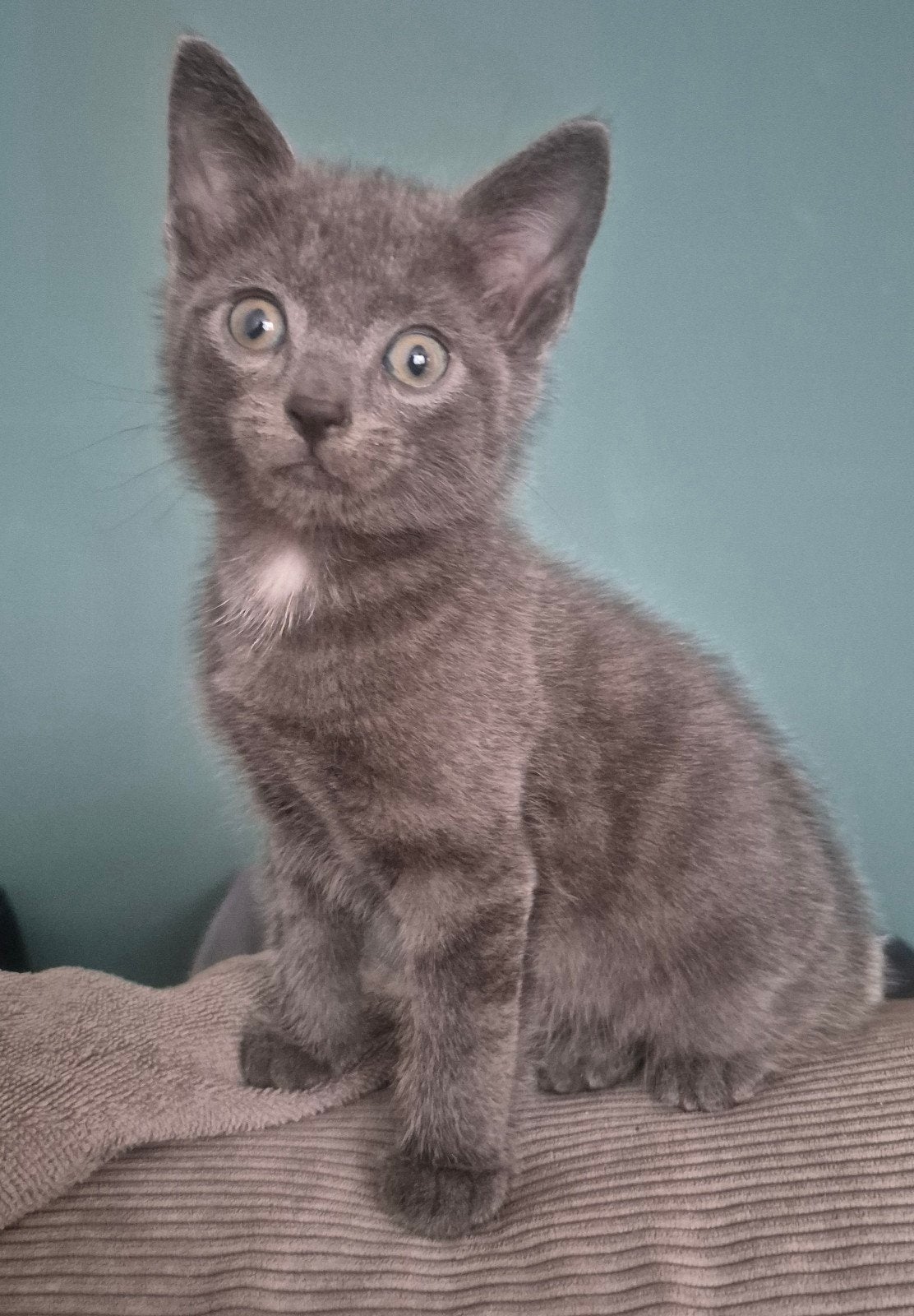 kittens 9 weken, Dieren en Toebehoren, 0 tot 2 jaar