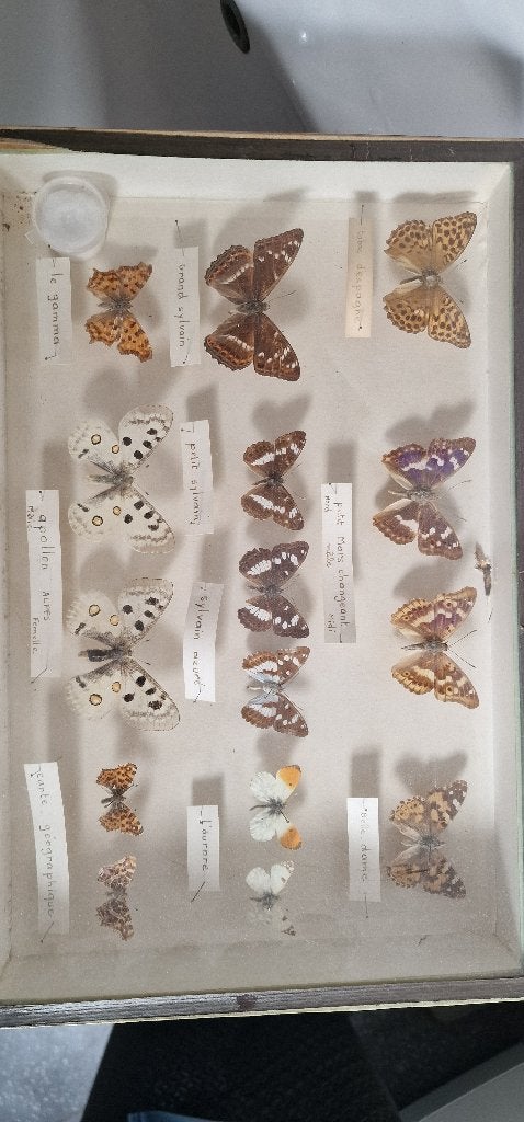 Opgezette vlinders, Ophalen of Verzenden, Zo goed als nieuw, Insect, Opgezet dier