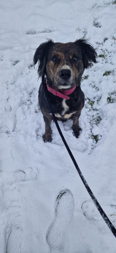 Gratis hond, gesteriliseerd, ingeënt alle toebehoren., Teef, Eén hond, Nederland, Particulier