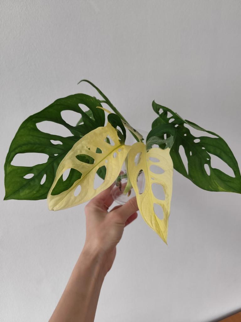 Monstera Adansonii Variegata Monkey Mask Stekjes, Huis en Inrichting, Kamerplanten, Ophalen, Overige soorten, Halfschaduw, Minder dan 100 cm