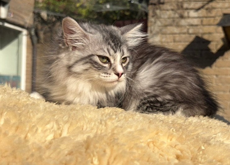 Prachtig raszuiver Siberisch kitten poes, Dieren en Toebehoren, Poes, Met stamboom, 0 tot 2 jaar