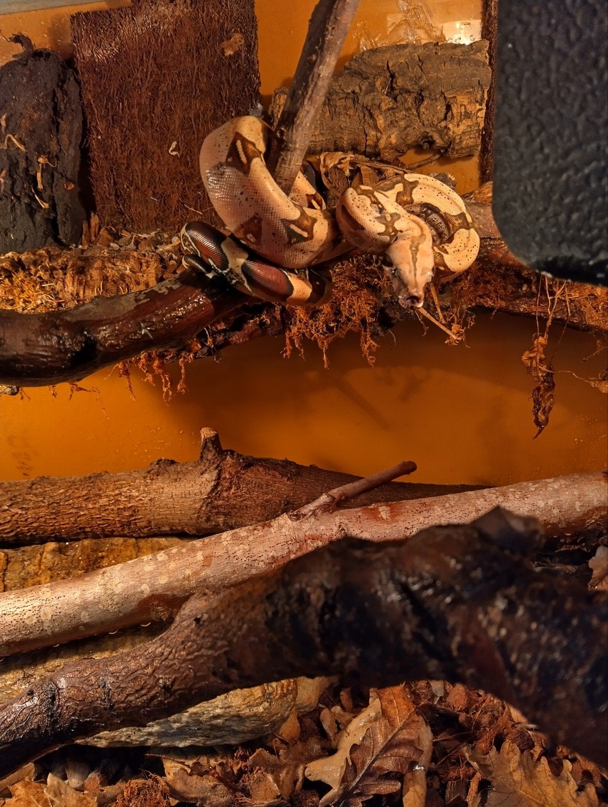 nakweek Frans Guyana boas Belizon area Boa Constrictor photo 4