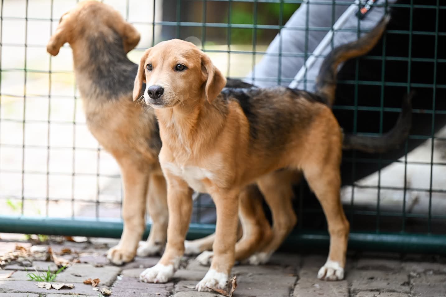 Brak - beagle mix pups 4 maanden, Dieren en Toebehoren, Honden | Beagles, Bassets en Lopende honden, Particulier, 15 weken tot 1 jaar