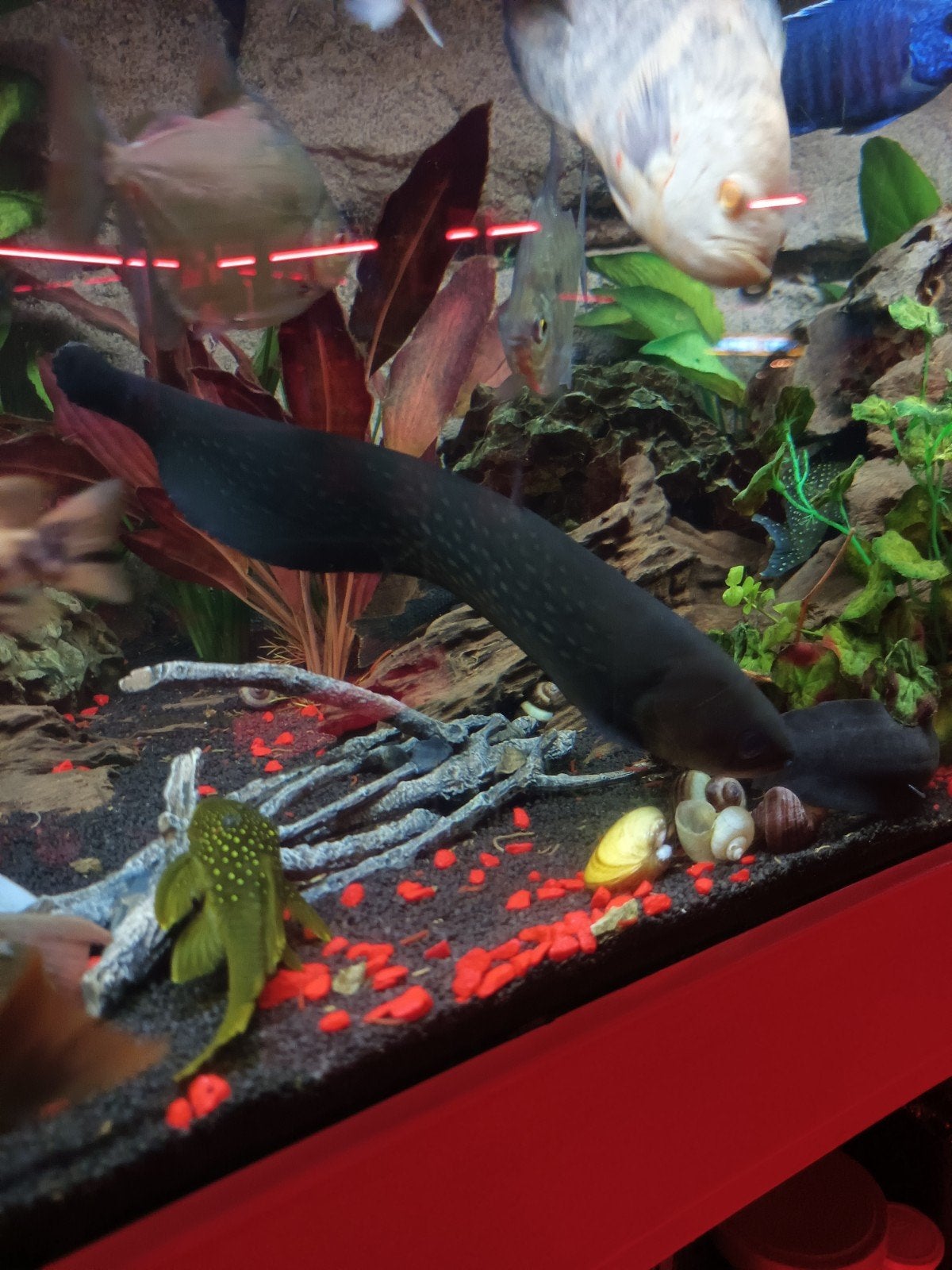 Prachtige mesvis arowana, Vis