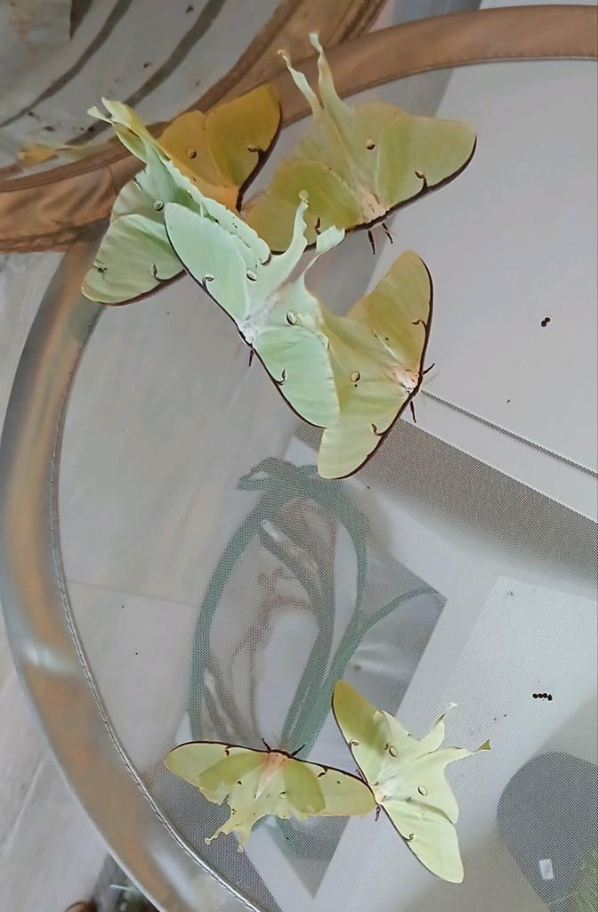 Eitjes Maanvlinder (Actias luna), Dieren en Toebehoren