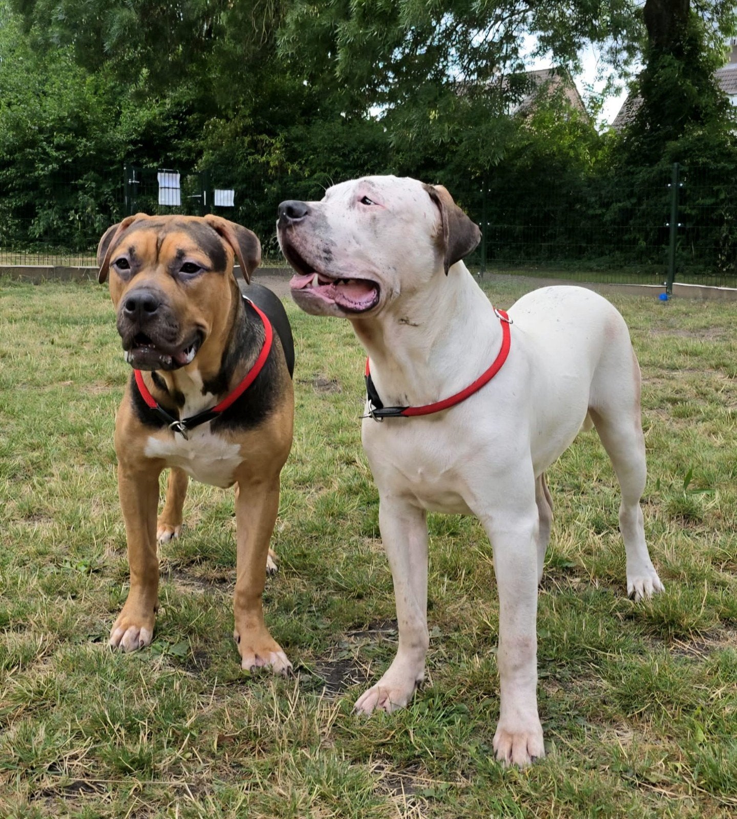 American Bully's XL, Dieren en Toebehoren, Parvo, 15 weken tot 1 jaar, Meerdere, Nederland