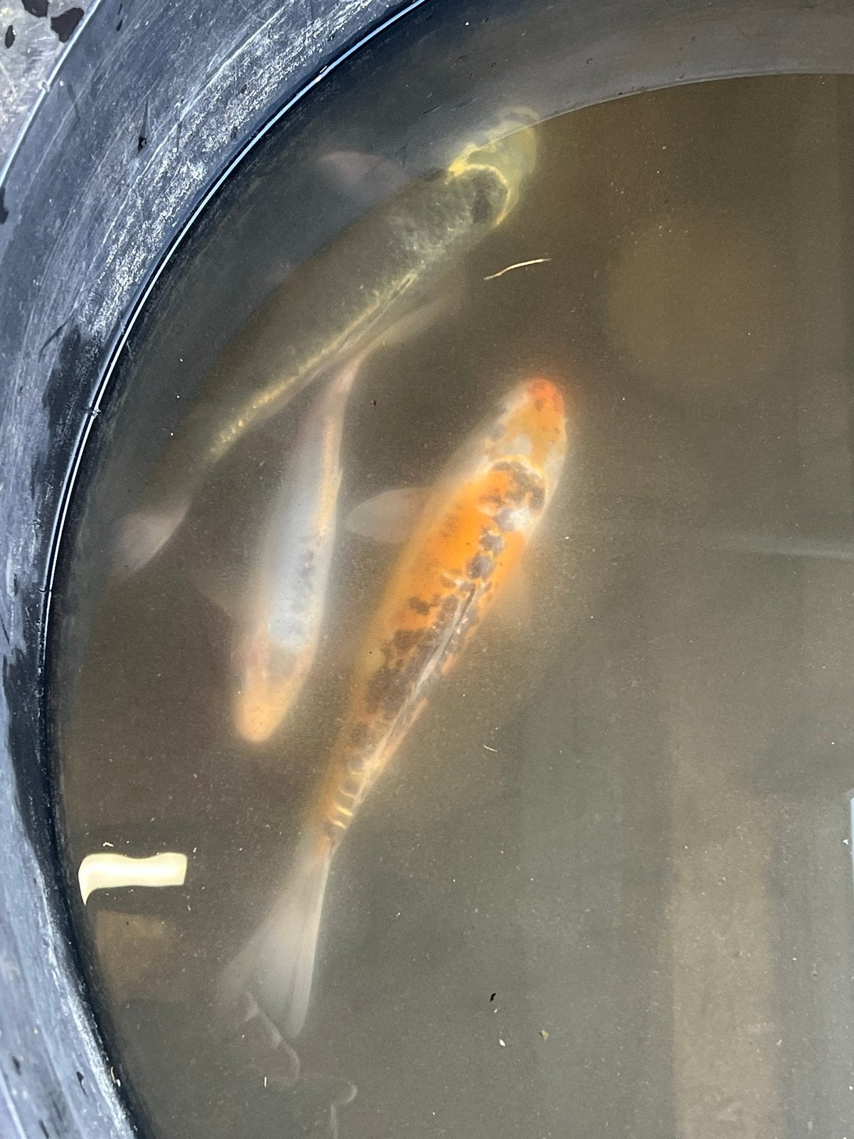 3 koi karpers te koop, Karper of Koi