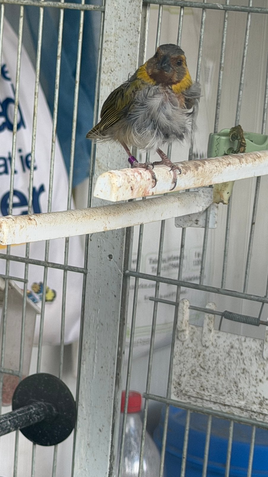 Cubavinken, Meerdere dieren, Tropenvogel, Geringd