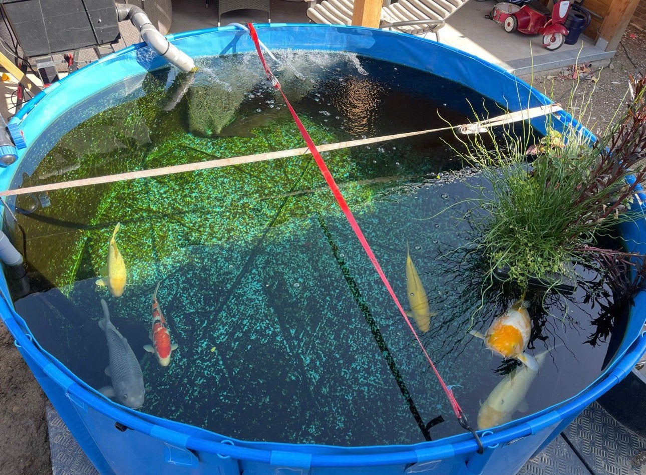 Quarantaine koi/vis vijver 2,5 x 1 m, Tuin en Terras, Vijvers, Ophalen, Zo goed als nieuw