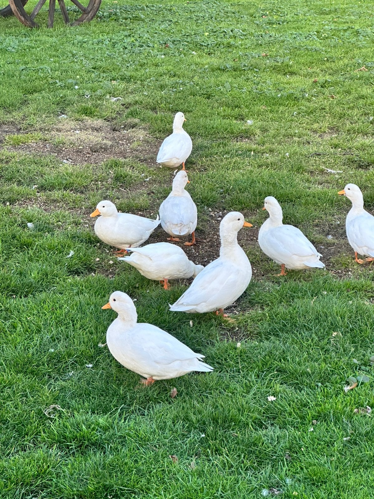 Witte kwakers, Dieren en Toebehoren, Meerdere dieren, Eend