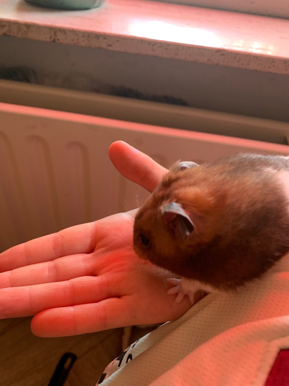 Hamster te koop tam, Dieren en Toebehoren, Hamster, December, Vrouwelijk, Tam