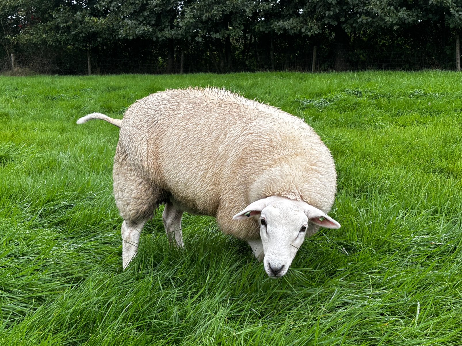 Mooie ooi, Dieren en Toebehoren, Vrouwelijk, Schaap