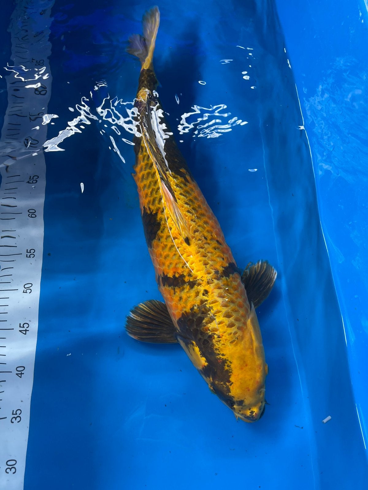 Koi Ki Utsuri, Karper of Koi