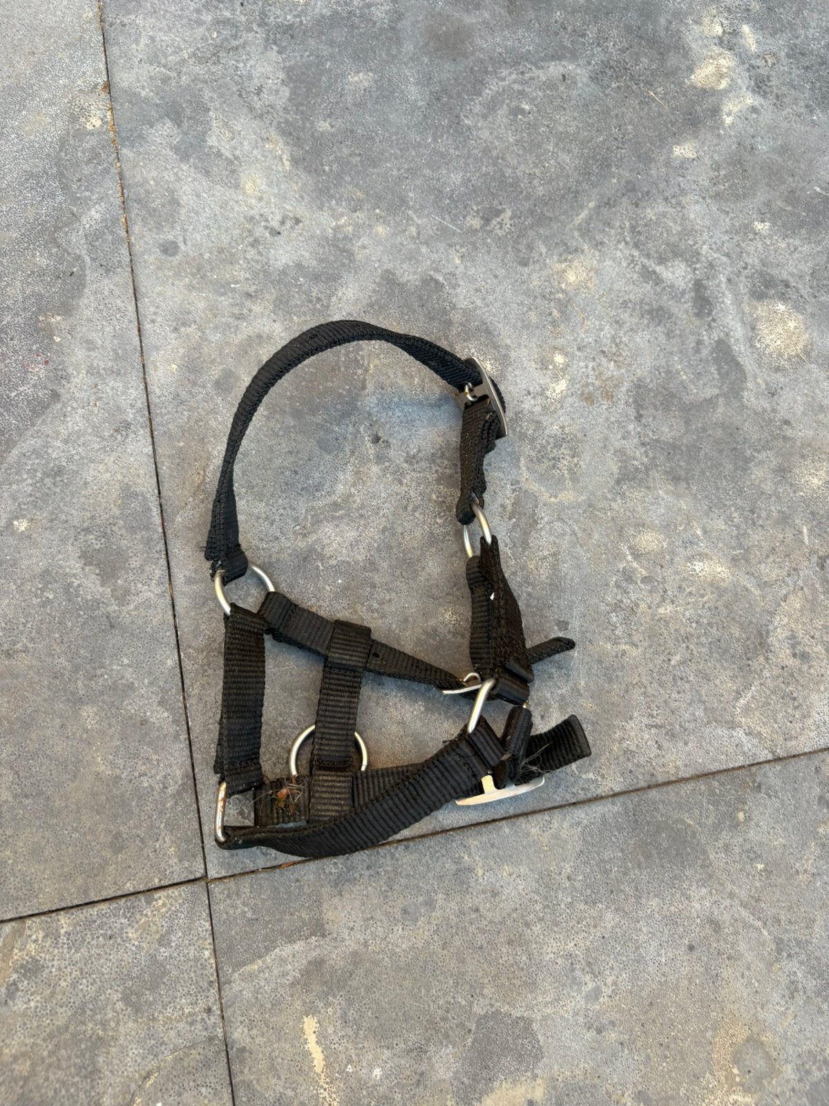 Veulen halster falabella, Ophalen, Gebruikt, Zwart, Halster