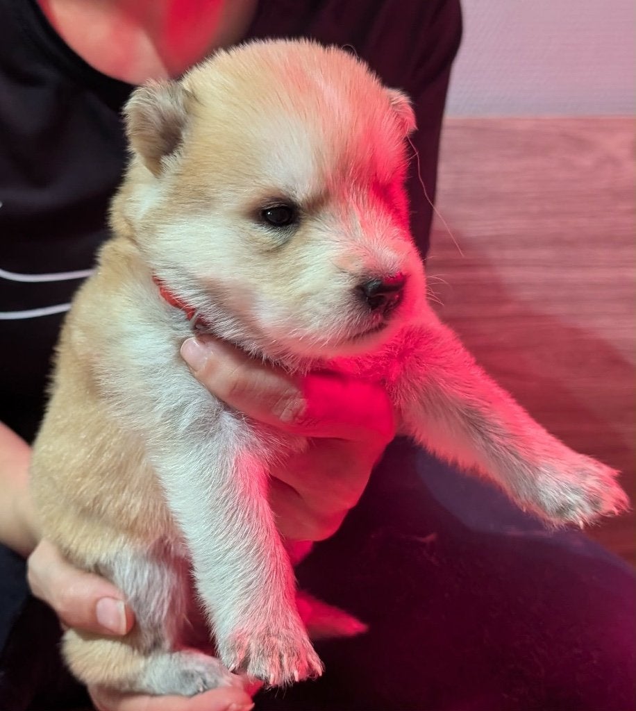 Chusky pups, België, Particulier, Overige rassen, 8 tot 15 weken
