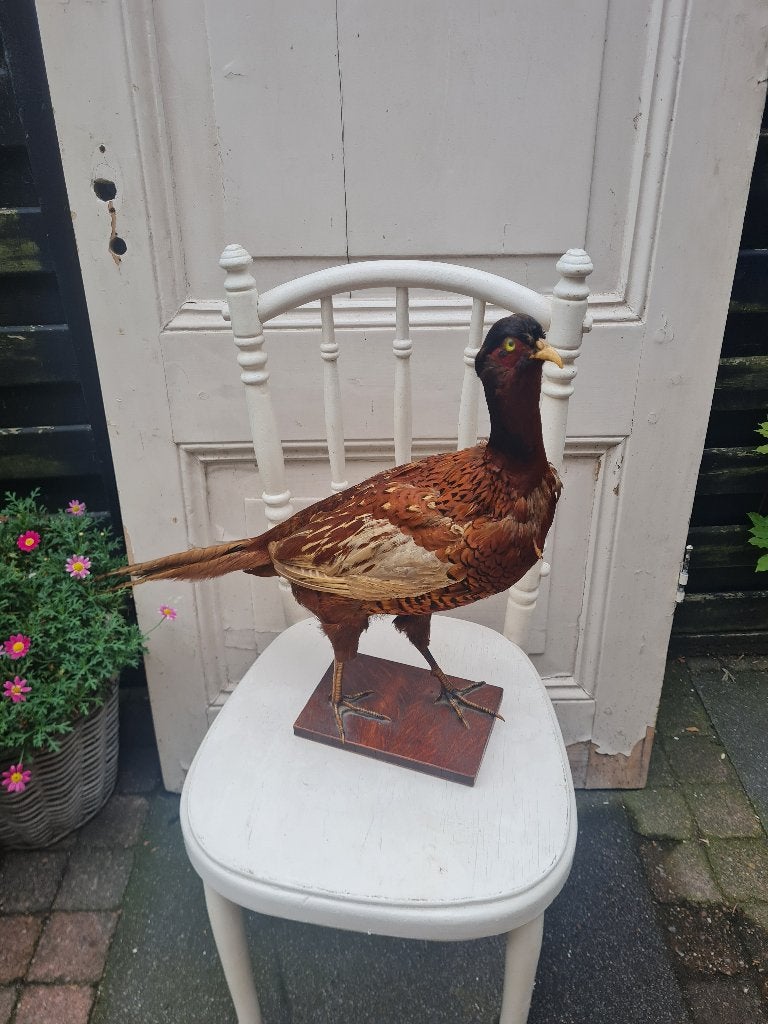 Opgezette fazant in zeer goede staat, Verzamelen, Ophalen of Verzenden, Zo goed als nieuw, Vogel, Opgezet dier