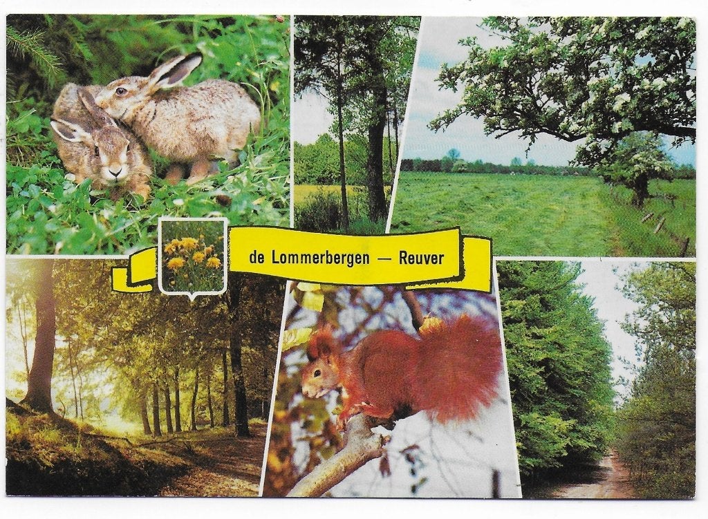 Bungalowpark De lommerbergen Reuver Ansichtkaart (B2498 ), Ophalen of Verzenden, 1980 tot heden, Gelopen
