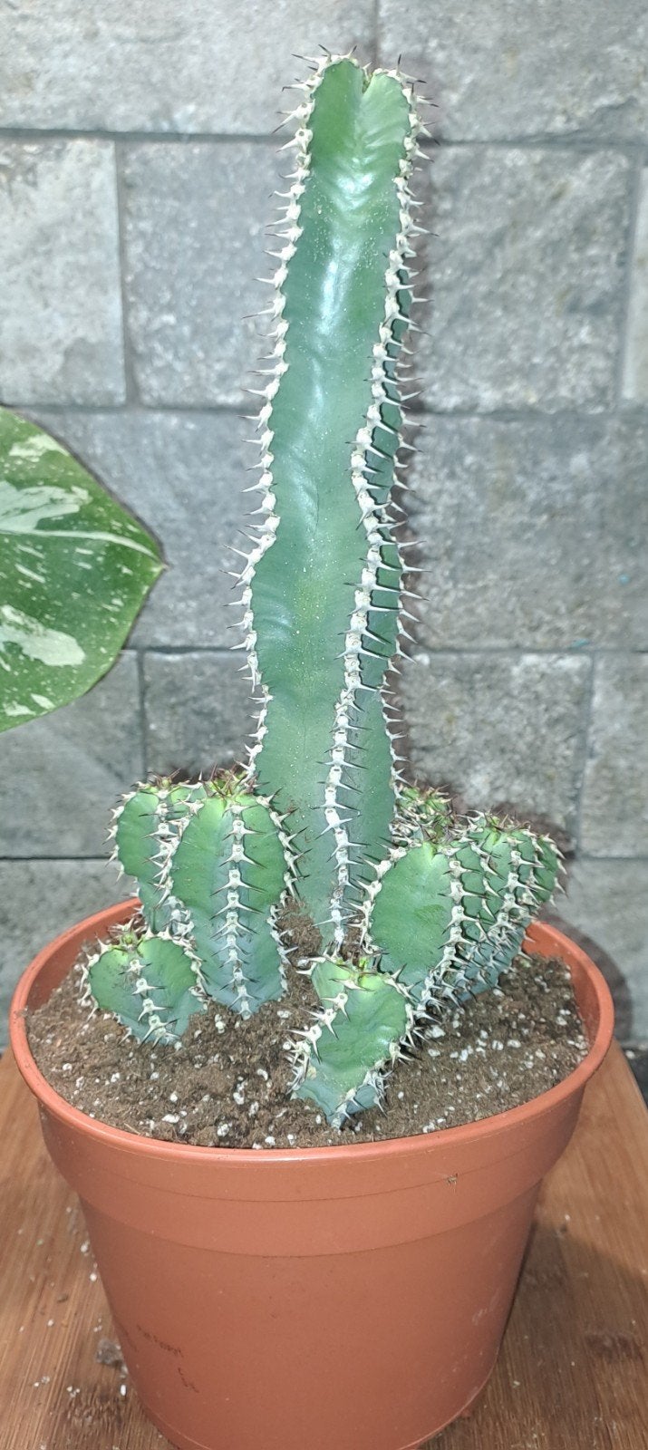 Cactus, Ophalen of Verzenden, Cactus, Volle zon, Minder dan 100 cm