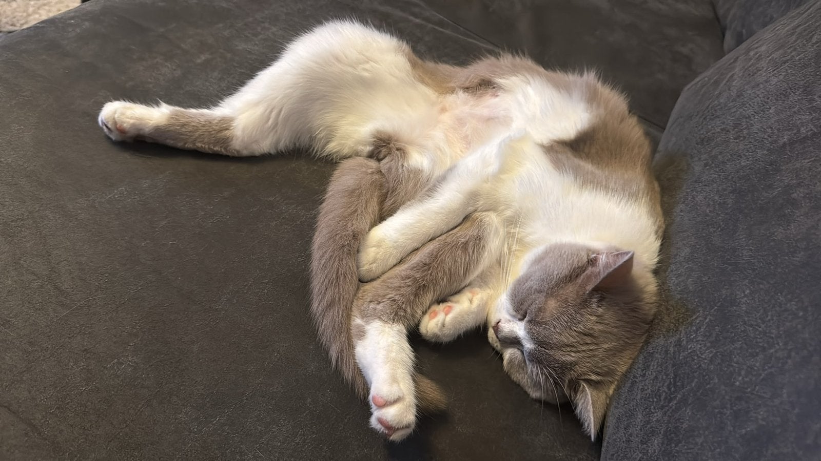 Foto 3 van Mia – Witte & Lilac British Shorthair met Stamboom