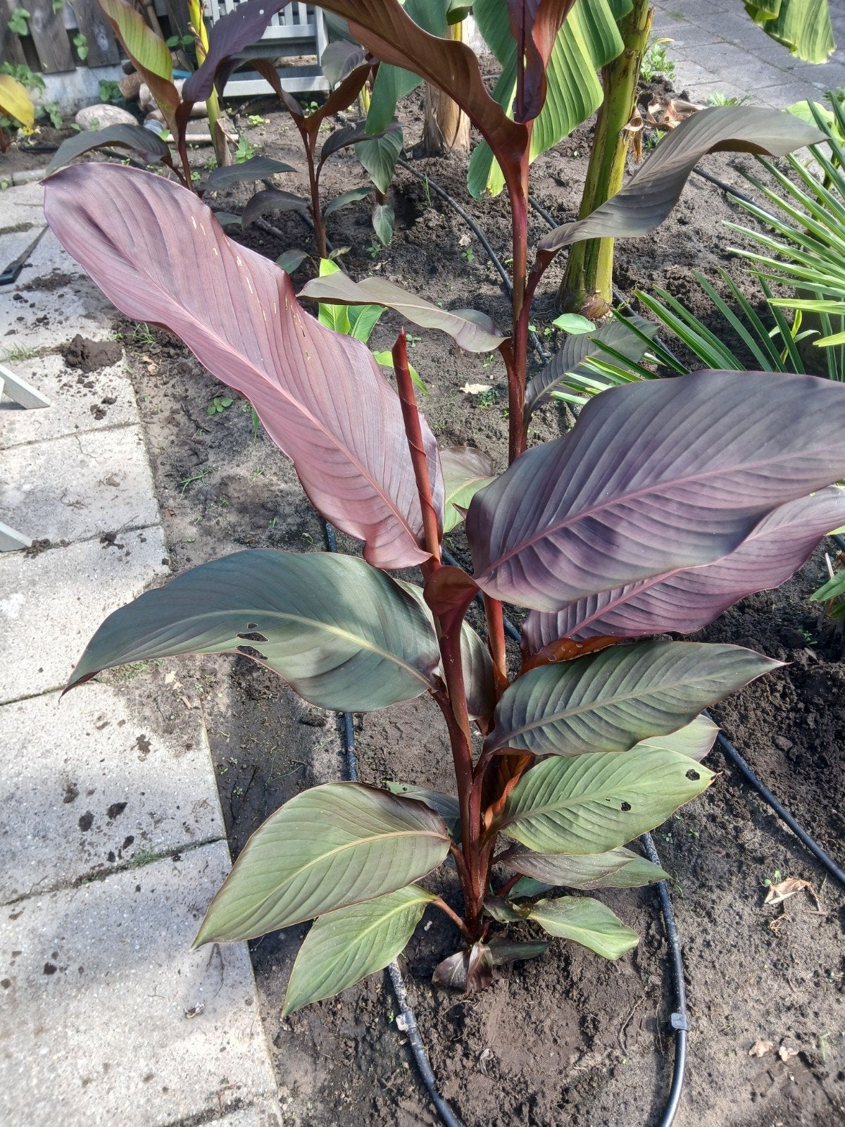 canna s te koop, Ophalen, Volle zon, Knol