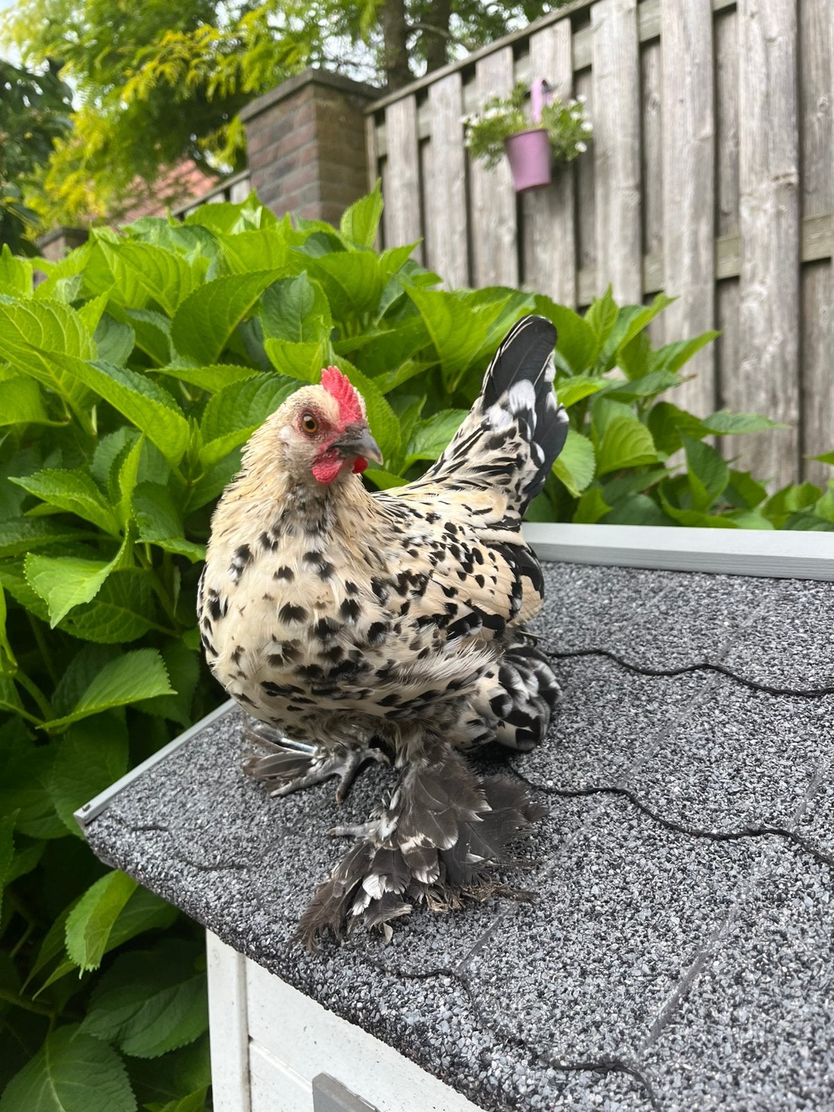 Sabelpootkriel sabelpoot kuiken citroen porselein haan, Meerdere dieren, Kip