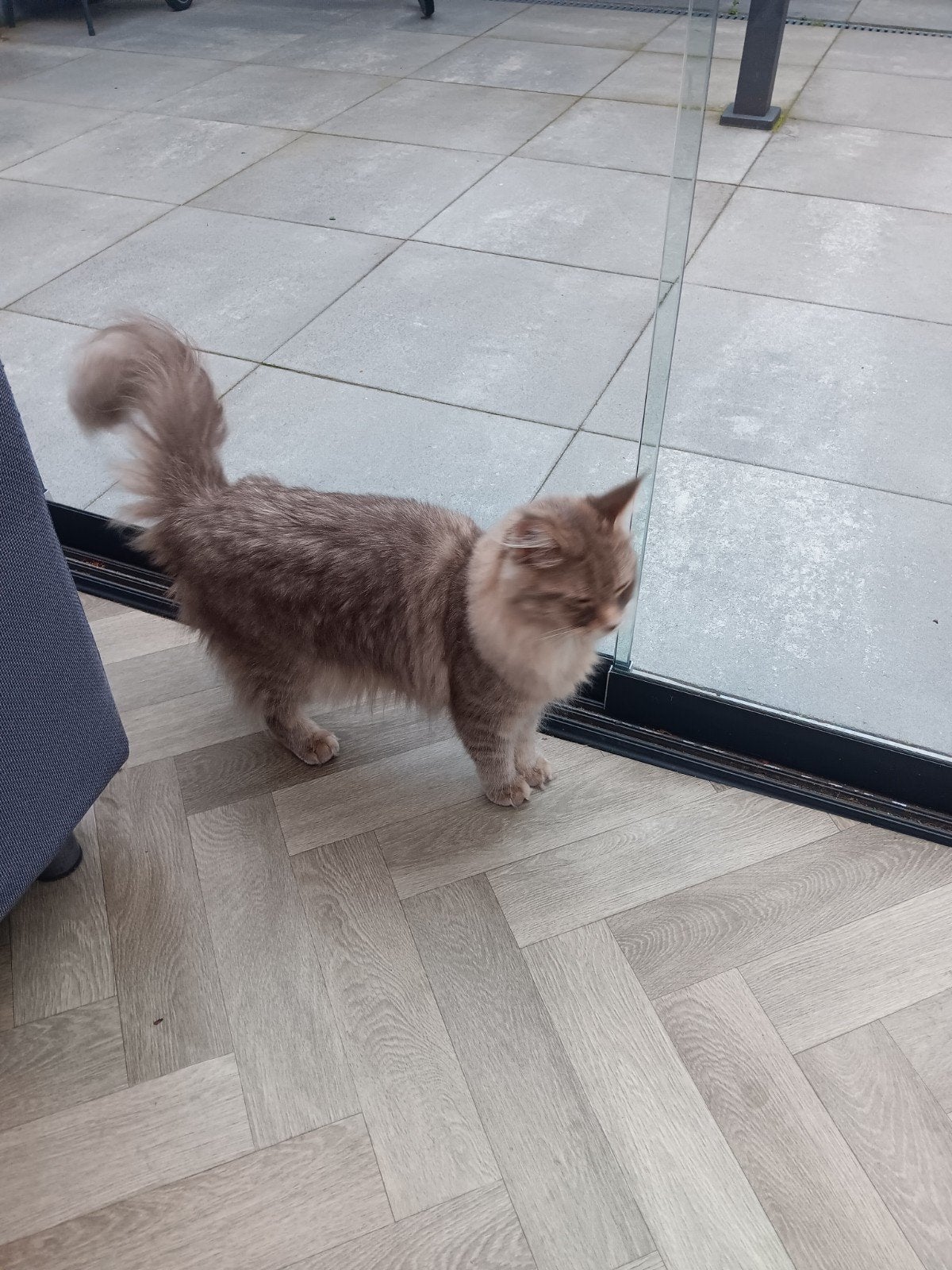 Main coon lief poes, Poes, Langharig, 0 tot 2 jaar