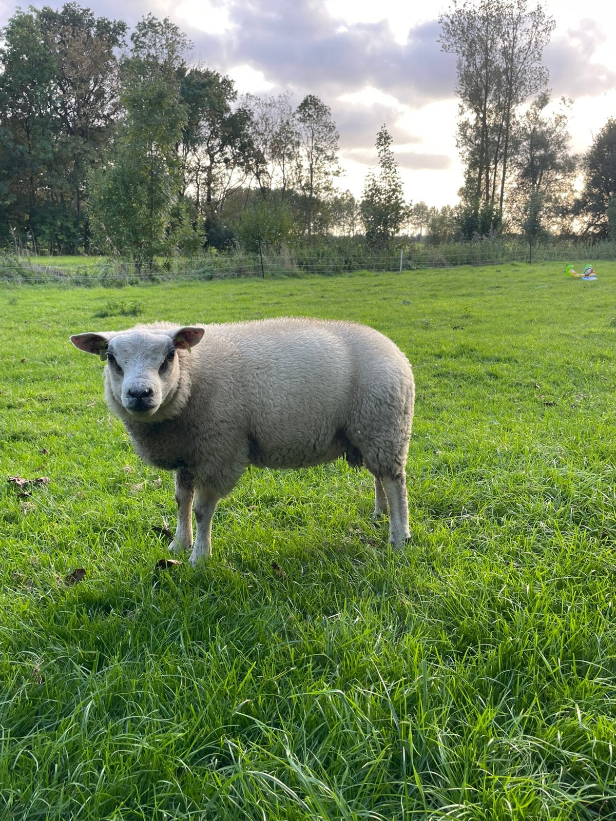 Luxe texelaars ramlammeren, Mannelijk, Schaap