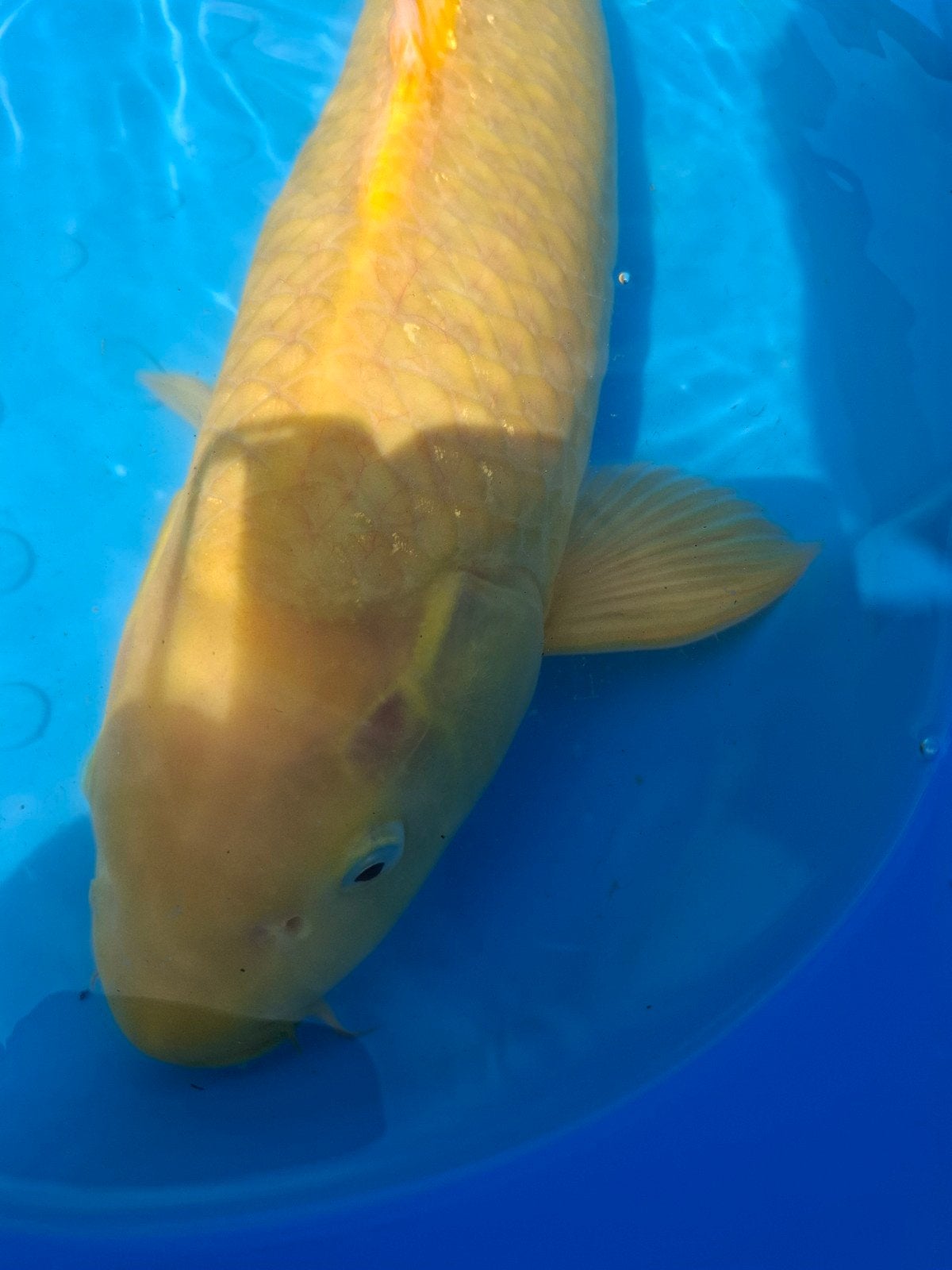 Chagoi koi Kweker Yamazaki handtam (japanse koi), Karper of Koi